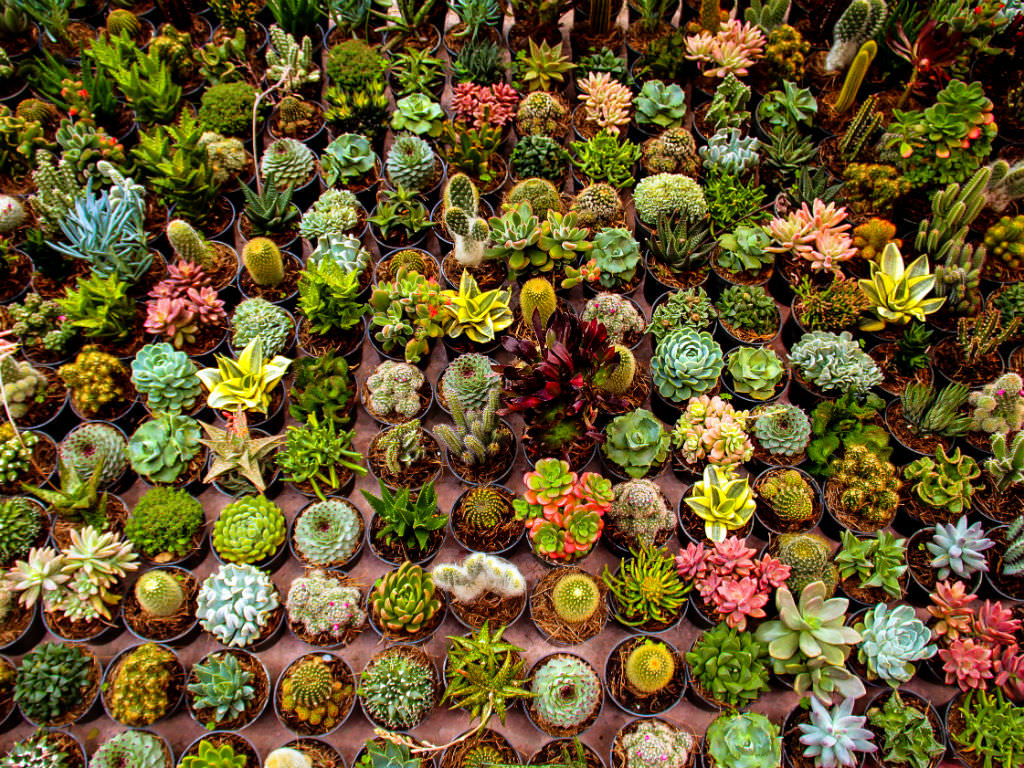 Mammillaria tetrancistra (Common Fishhook Cactus) - World of Succulents