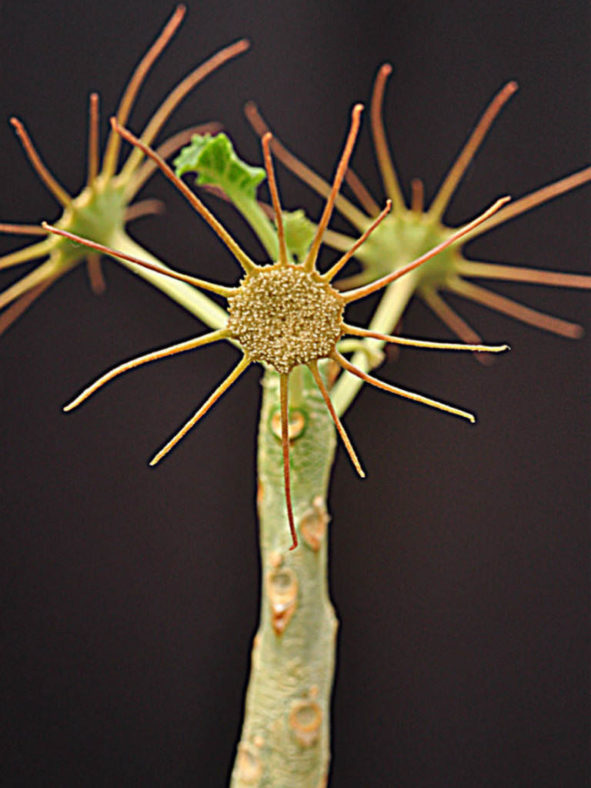 Dorstenia gypsophila