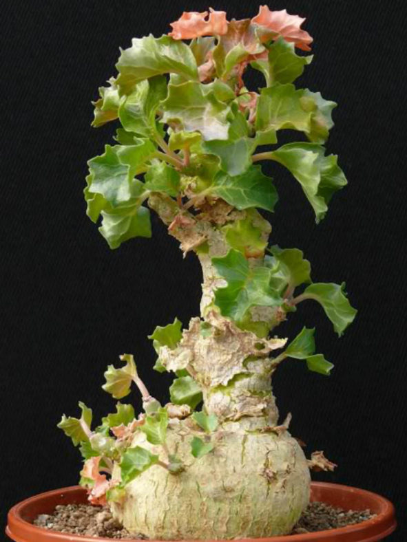 Dorstenia gypsophila