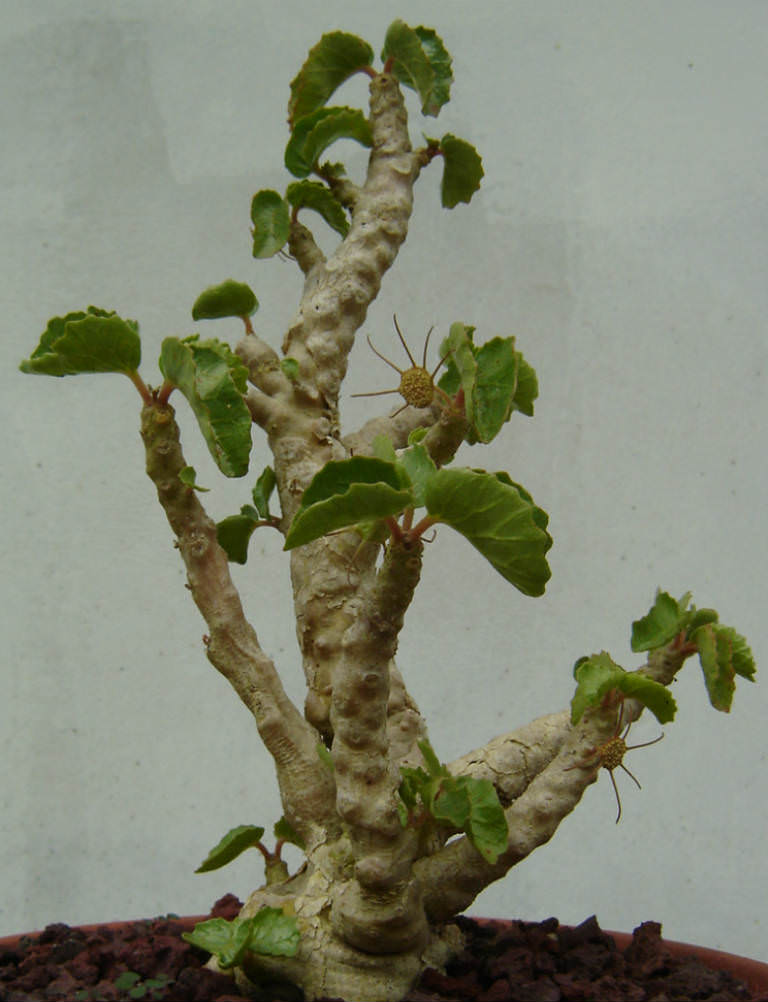 Dorstenia gypsophila - World of Succulents