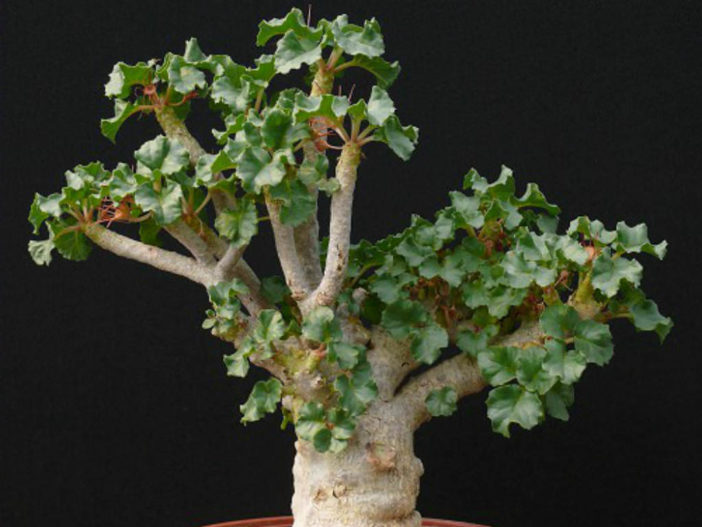 Dorstenia gypsophila