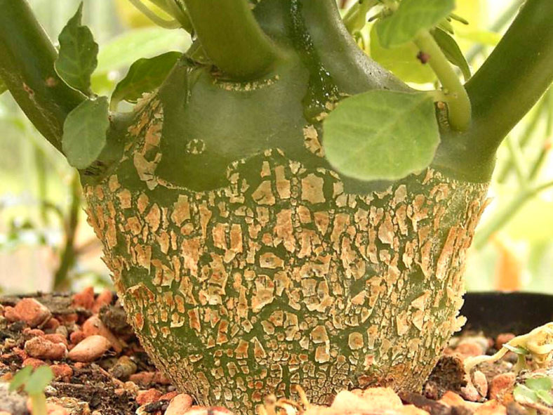 Dorstenia hildebrandtii