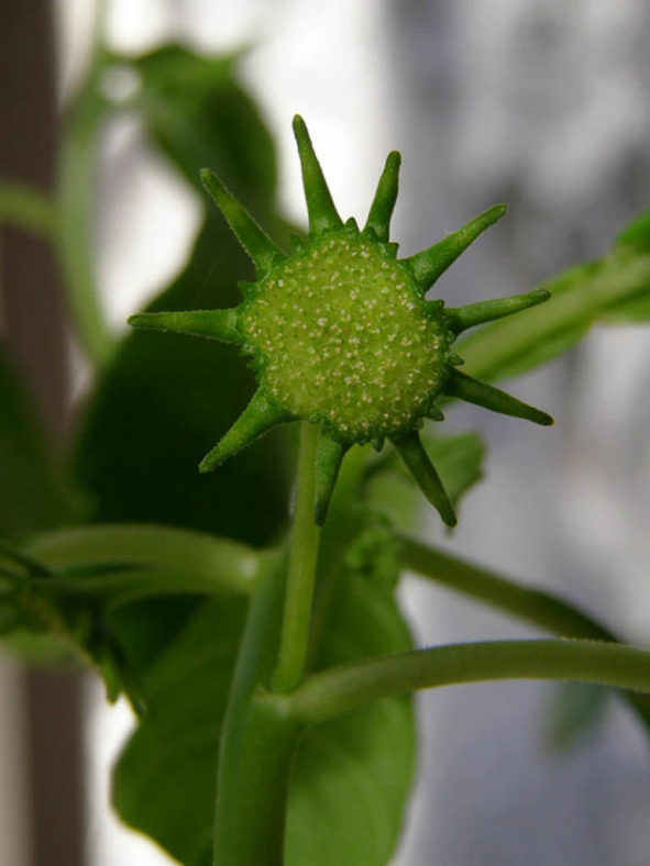 Dorstenia hildebrandtii