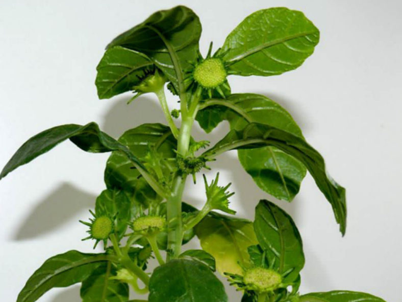 Dorstenia hildebrandtii