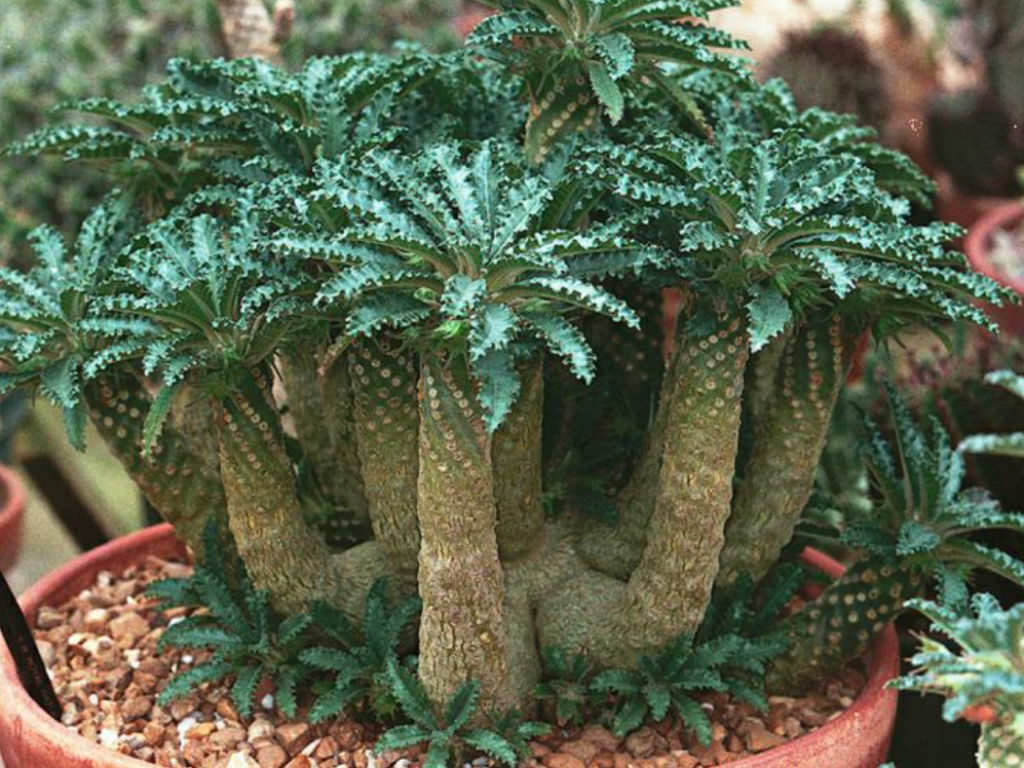 Dorstenia Radiata Rare Succulent Seeds – Caudex Form, Exotic African Caudiciform – 5 Seeds