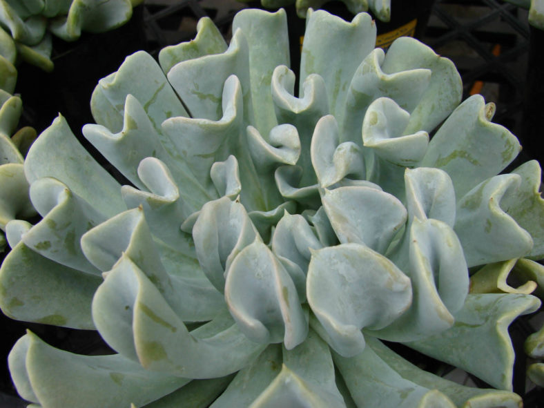 Echeveria runyonii 'Topsy Turvy' (Mexican Hen and Chicks)