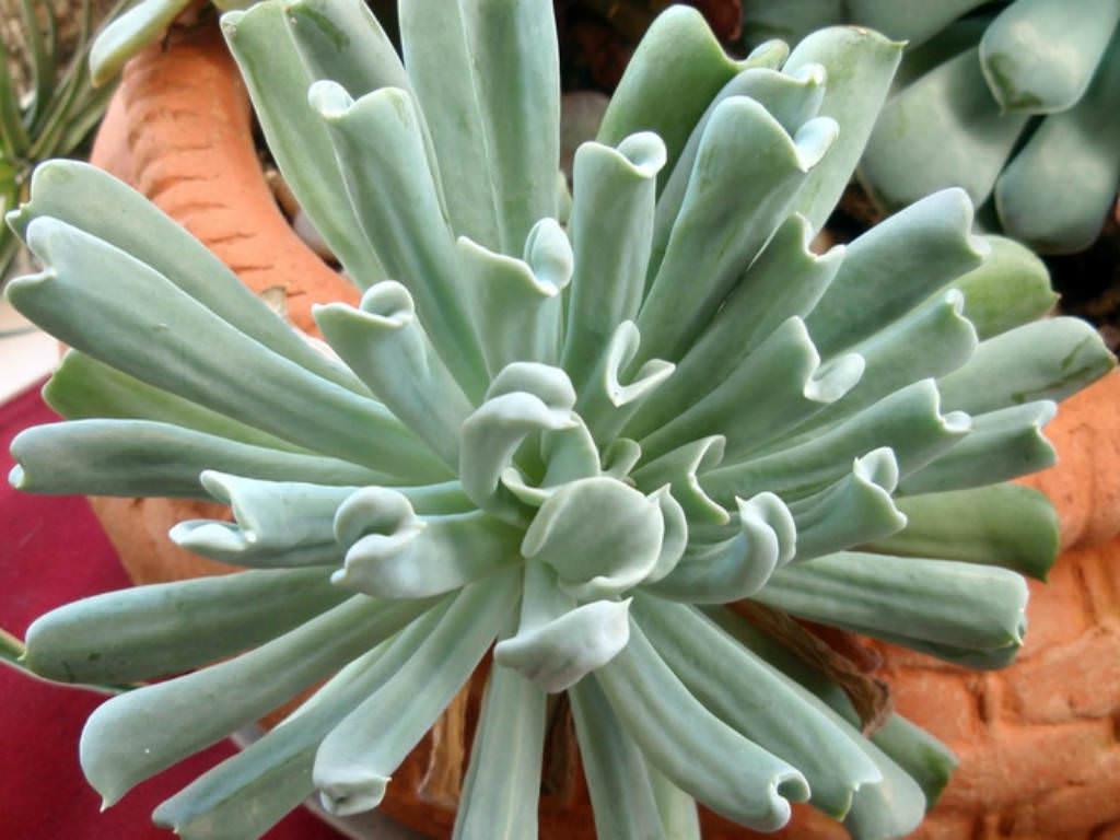 echeveria-runyonii-topsy-turvy-world-of-succulents