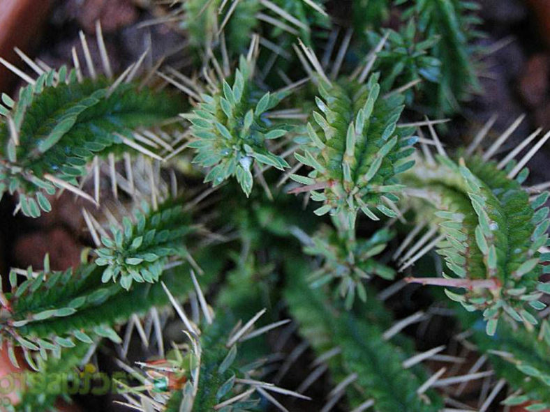 Euphorbia submamillaris