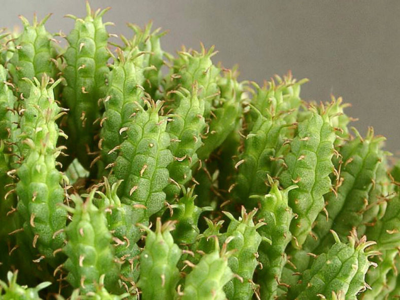 Euphorbia submamillaris