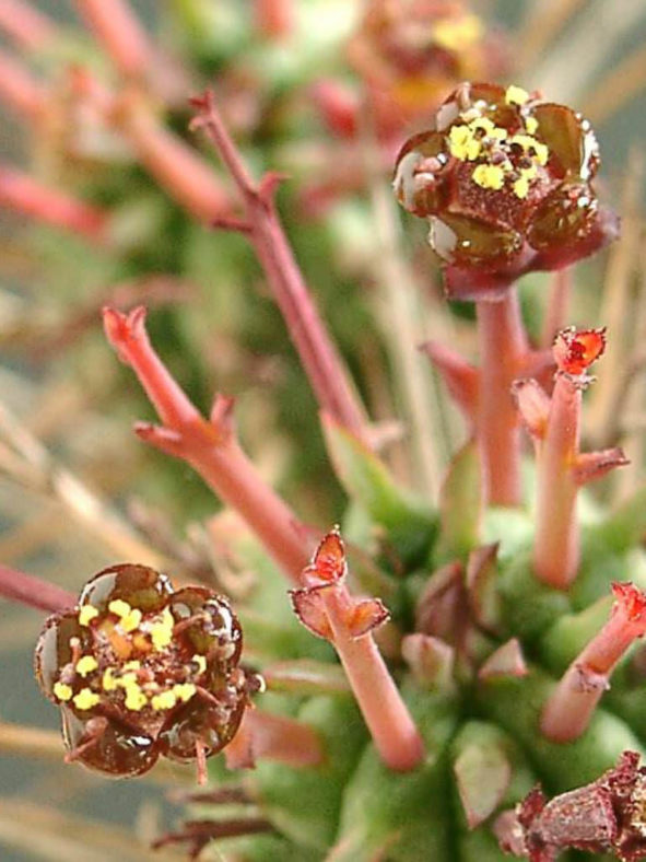 Euphorbia submamillaris