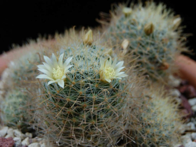Mammillaria crinita (Pincushion Cactus)