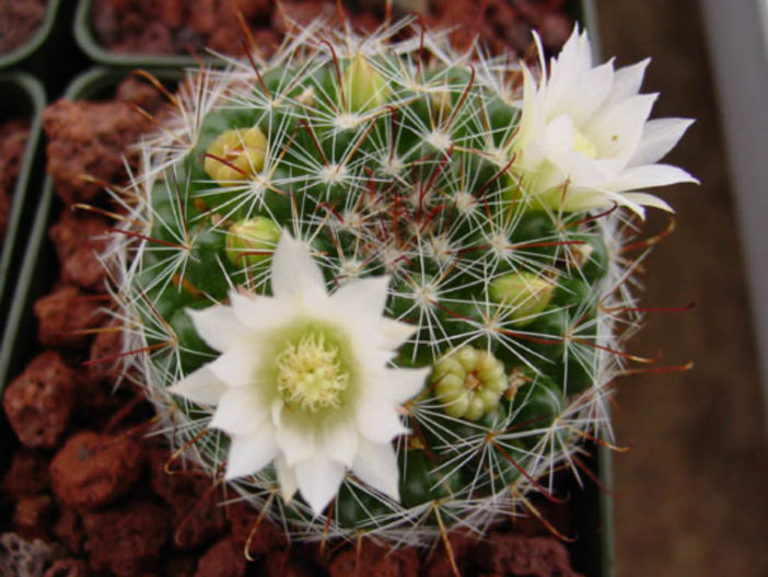 Mammillaria crinita (Pincushion Cactus)