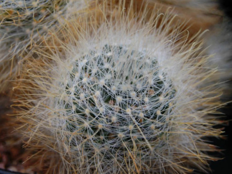 Mammillaria crinita (Pincushion Cactus)
