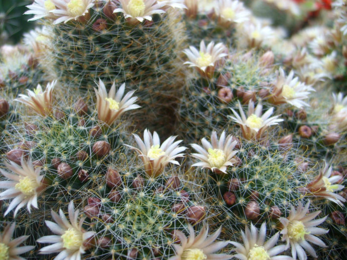 Mammillaria crinita subsp. wildii (Fishhook Pincushion Cactus)