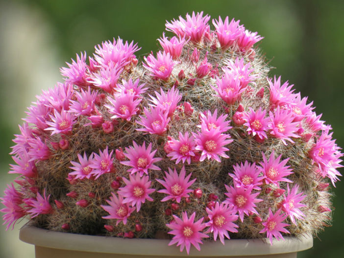 Mammillaria zeilmanniana (Rose Pincushion Cactus)