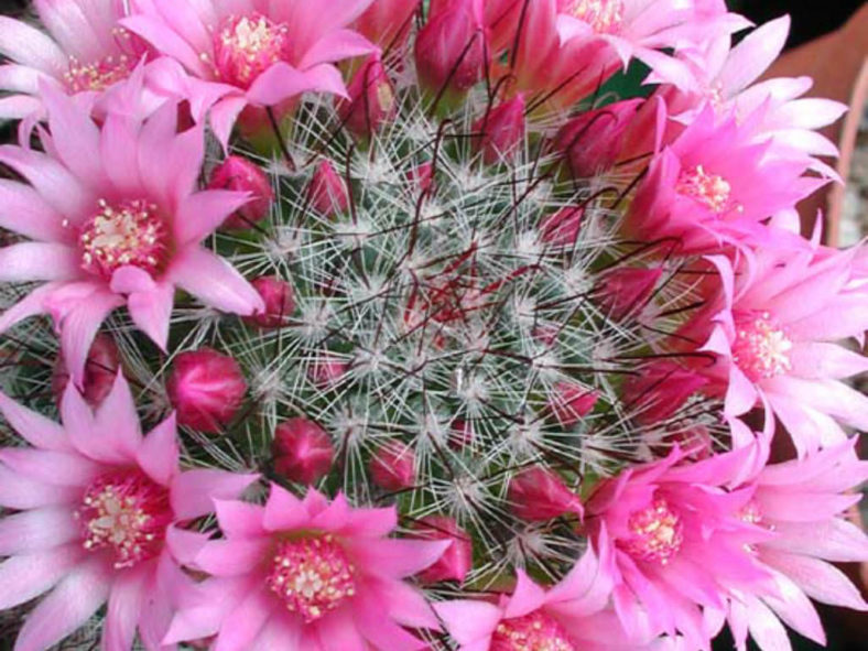 Mammillaria zeilmanniana (Rose Pincushion Cactus)