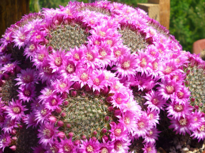 Mammillaria zeilmanniana (Rose Pincushion Cactus)