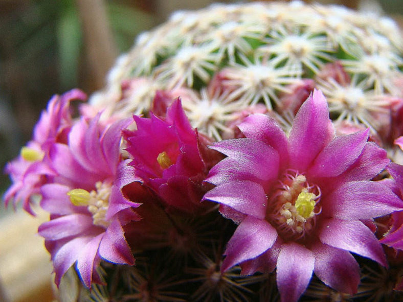Mammillaria zeilmanniana (Rose Pincushion Cactus)