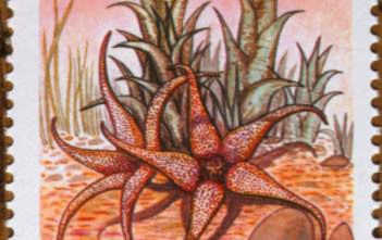 Succulents on Stamps: Orbea caudata, Zimbabwe, 1988 Orbea caudata-Zimbabwe-1988
