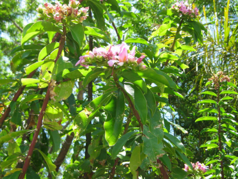 Pereskia grandifolia (Rose Cactus)