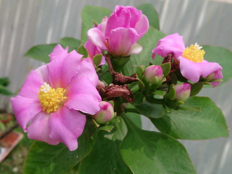 Pereskia grandifolia (Rose Cactus)