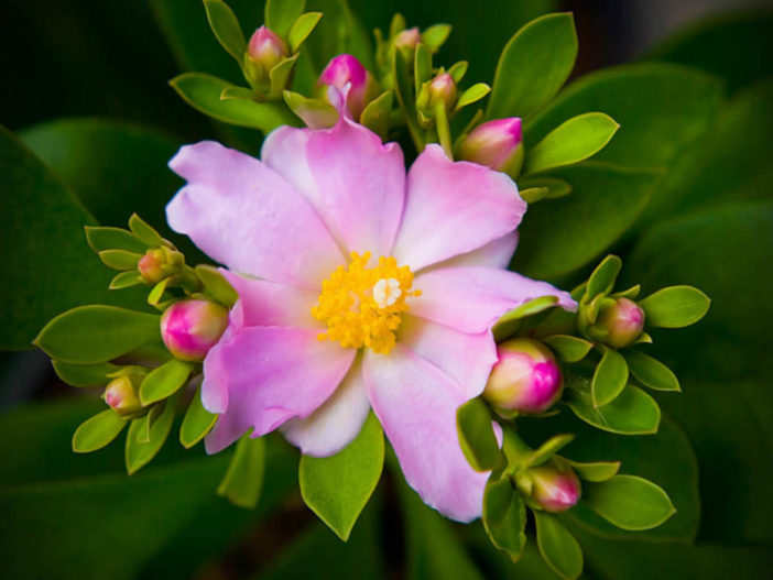 Pereskia grandifolia - Rose Cactus