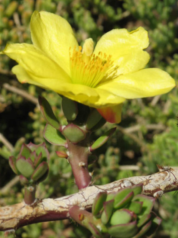 Pereskiopsis diguetii (Alfilerillo)