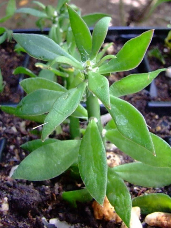 Pereskiopsis diguetii (Alfilerillo)