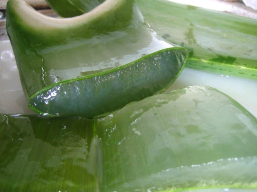 An Easy Way To Extract Aloe Vera Gel From The Plant Video World Of 0258