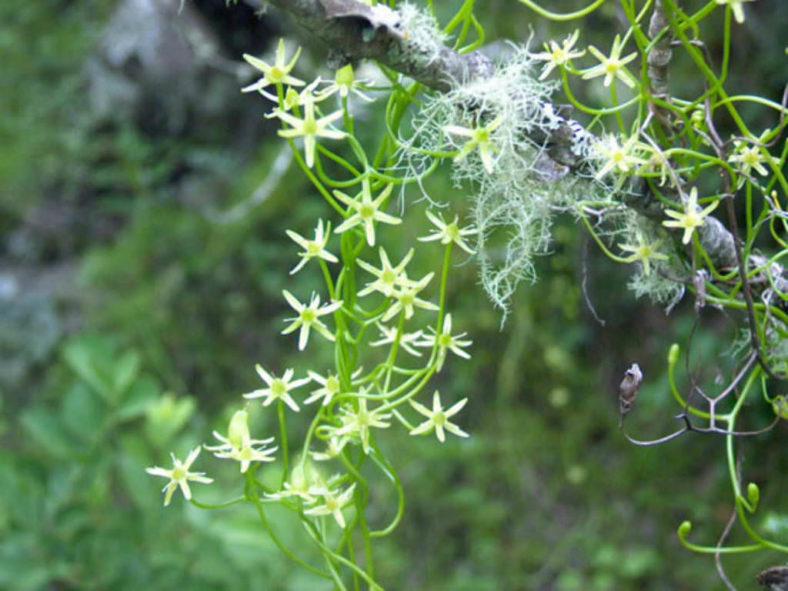 Bowiea volubilis (Climbing Onion)