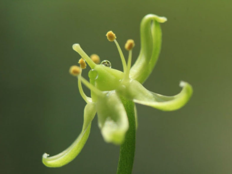 Bowiea volubilis (Climbing Onion)