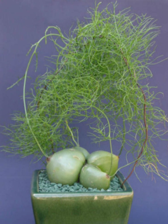 Bowiea volubilis (Climbing Onion)