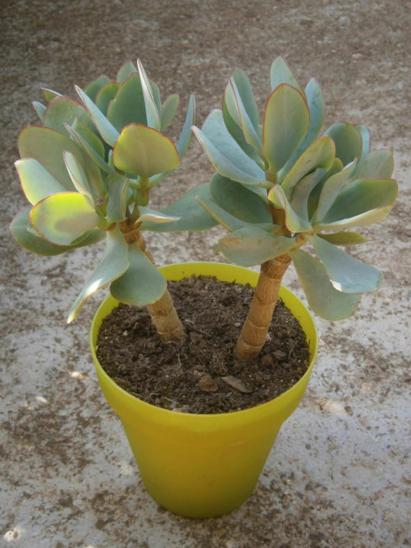Crassula 'Blue Bird'
