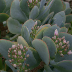 Crassula 'Blue Bird' - World of Succulents