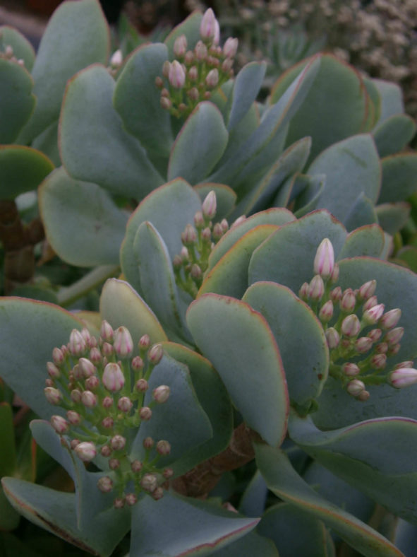 Crassula 'Blue Bird'