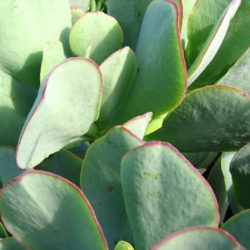 Crassula 'Blue Bird' - World of Succulents