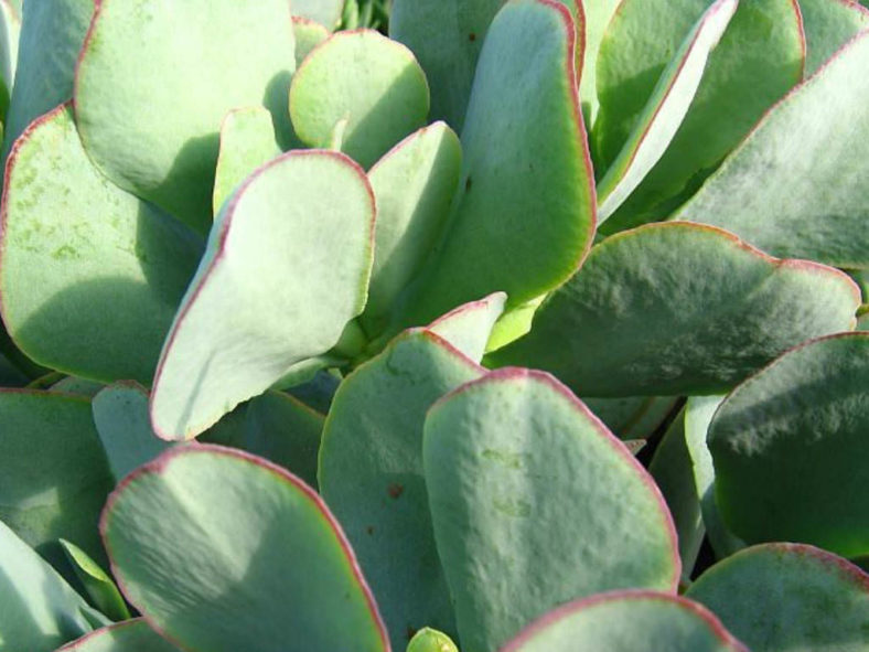 Crassula 'Blue Bird'