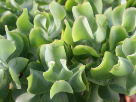 Crassula arborescens subsp. undulatifolia - World of Succulents