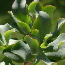 Crassula arborescens subsp. undulatifolia - World of Succulents