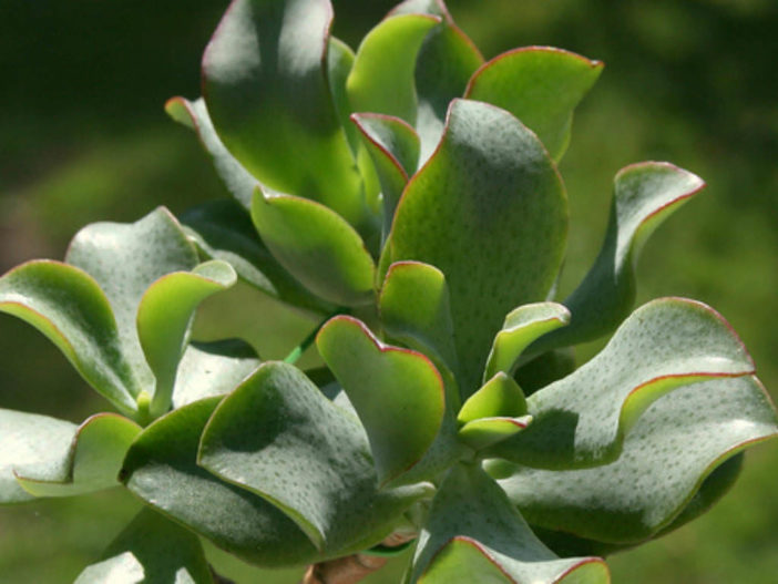 Crassula arborescens subsp. undulatifolia - World of Succulents