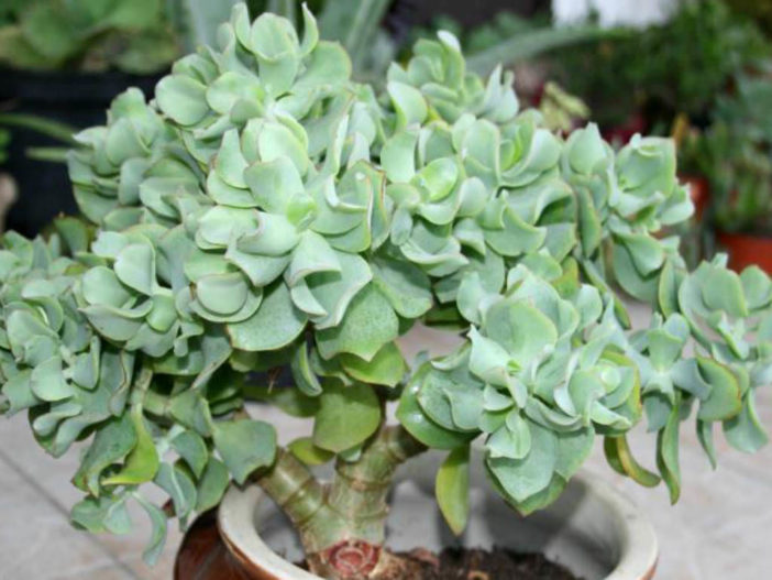 Crassula arborescens subsp. undulatifolia (Ripple Jade)