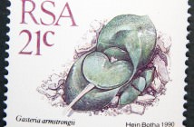 Gasteria nitida var. armstrongii-South Africa-1988