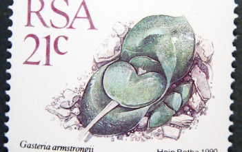 Succulents on Stamps: Gasteria nitida var. armstrongii, South Africa, 1990 Gasteria nitida var. armstrongii-South Africa-1988