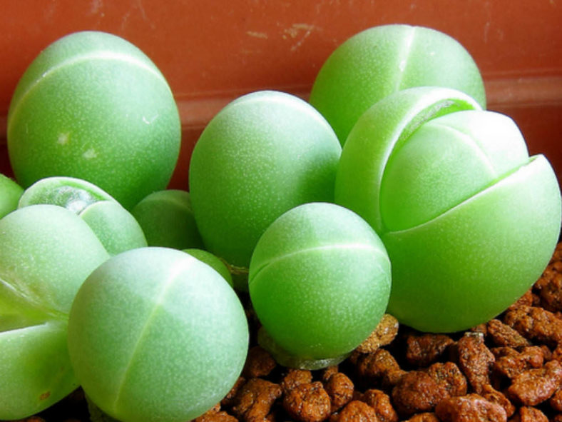 Gibbaeum heathii