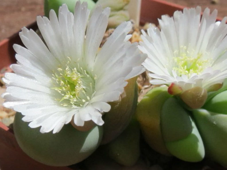 Gibbaeum heathii