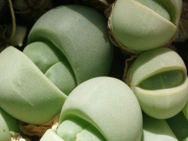 Gibbaeum heathii