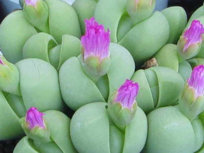 Gibbaeum heathii