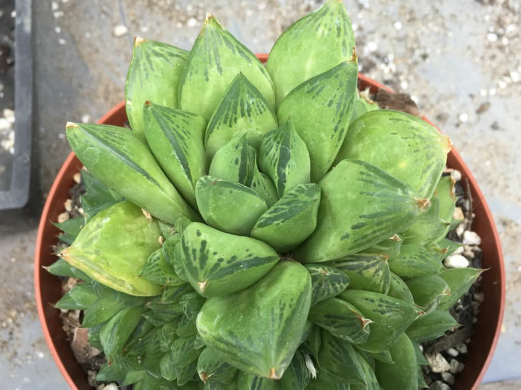 Haworthia cuspidata (Star Window Plant)