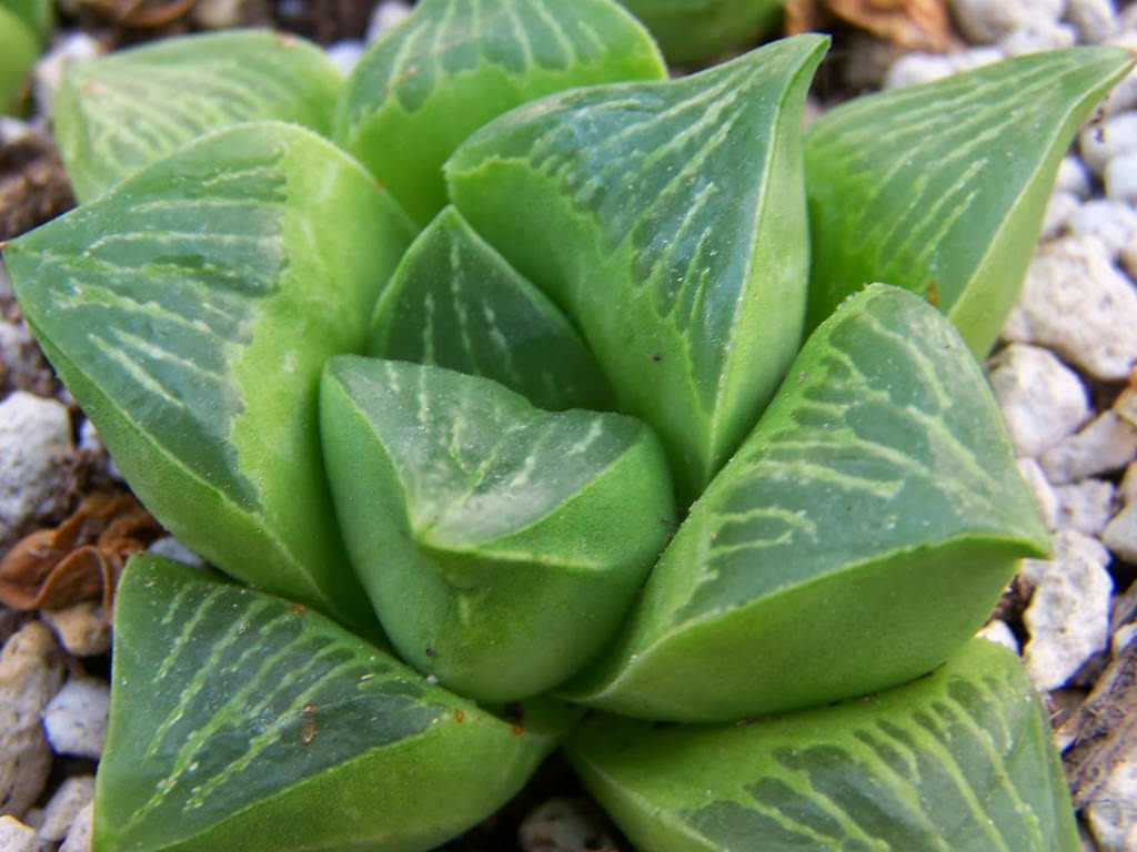 Haworthia retusa (Star Cactus) World of Succulents