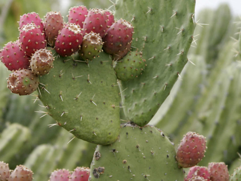 Place of the Prickly Pear Cactus